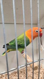 Dwergpapegaai agapornis fischerie, Dieren en Toebehoren