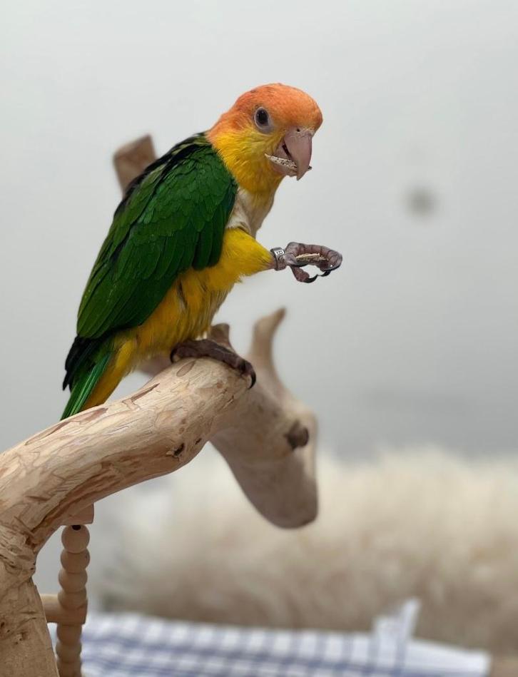 Roestkop Caique, Dieren en Toebehoren, Vogels | Parkieten en Papegaaien, Papegaai, Geslacht onbekend, Tam, Geringd