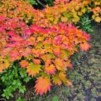 Acer Palmatum Shirasawanum 'Aureum'., Tuin en Terras, Ophalen