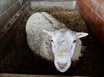 jonge rammen te koop, Dieren en Toebehoren, Mannelijk, Schaap, 0 tot 2 jaar
