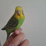 Babyparkieten