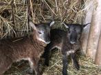 Soay schaap ooien, Dieren en Toebehoren, Schapen, Geiten en Varkens, Vrouwelijk, Schaap, 3 tot 5 jaar