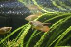 Macropodus Occelatus - rondstaartparadijsvis, Vis, Zoetwatervis