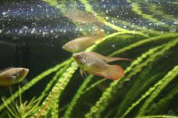 Macropodus Occelatus - rondstaartparadijsvis beschikbaar voor biedingen