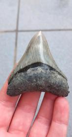 Megalodon haaientand fossiel uit Indonesie, Ophalen of Verzenden, Fossiel