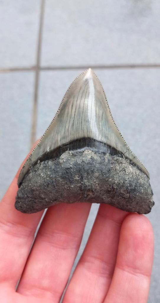 Megalodon haaientand fossiel uit Indonesie, Verzamelen, Mineralen en Fossielen, Fossiel, Ophalen of Verzenden