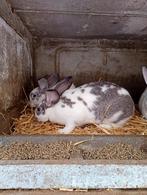 Jonge konijnen, Dieren en Toebehoren, Konijnen, Groot