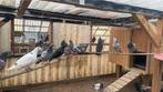 Pigeons voyageurs à céder, Animaux & Accessoires, Oiseaux | Cages & Volières