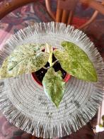 Alocasia macro splash, Huis en Inrichting, Kamerplanten, Ophalen