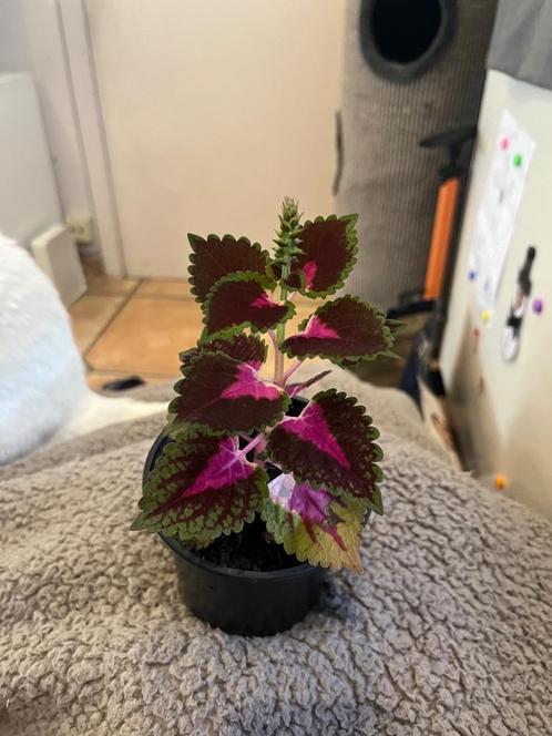 Siernetel (Coleus), Huis en Inrichting, Kamerplanten, Overige soorten, Minder dan 100 cm, Bloeiende kamerplant, Halfschaduw, Ophalen