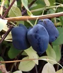 Honingbes, Tuin en Terras, Planten | Fruitbomen, Ophalen