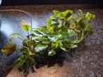 Aquarium planten, Dieren en Toebehoren, Vissen | Aquaria en Toebehoren, Ophalen, Zo goed als nieuw