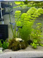 Guppy Blue Moscow raszuivere jonge volwassen, Dieren en Toebehoren, Zoetwatervis, Schoolvis, Vis