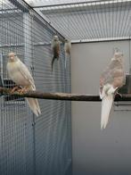 Kakariki, Dieren en Toebehoren