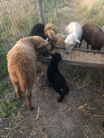 ouessantschaap - jonge bokjes van 2025 - wit / bruin / zwart beschikbaar voor biedingen