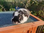 Hangoor nhd konijn ram, Dieren en Toebehoren, Konijnen, Mannelijk, Dwerg, Hangoor, 0 tot 2 jaar
