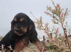 Engelse cocker pups leven en groeien op met mama in huis, Dieren en Toebehoren, België, Fokker | Hobbymatig, Reu, CDV (hondenziekte)