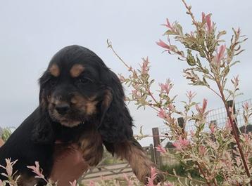 Engelse cocker pups leven en groeien op met mama in huis beschikbaar voor biedingen
