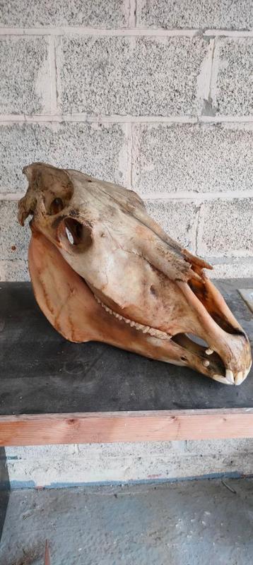 Paardenschedel beschikbaar voor biedingen