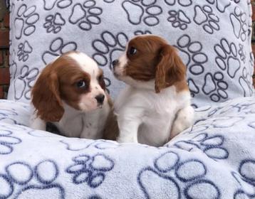 Cavalier king charles spaniel pups