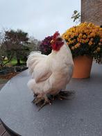 Eerstejaars haantjes, Dieren en Toebehoren