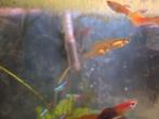 Gratis mannelijke guppys, Dieren en Toebehoren, Vissen | Aquaria en Toebehoren, Ophalen