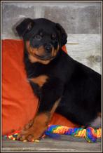Prachtige Rottweiler pup, Parvo, België, 8 tot 15 weken, Meerdere