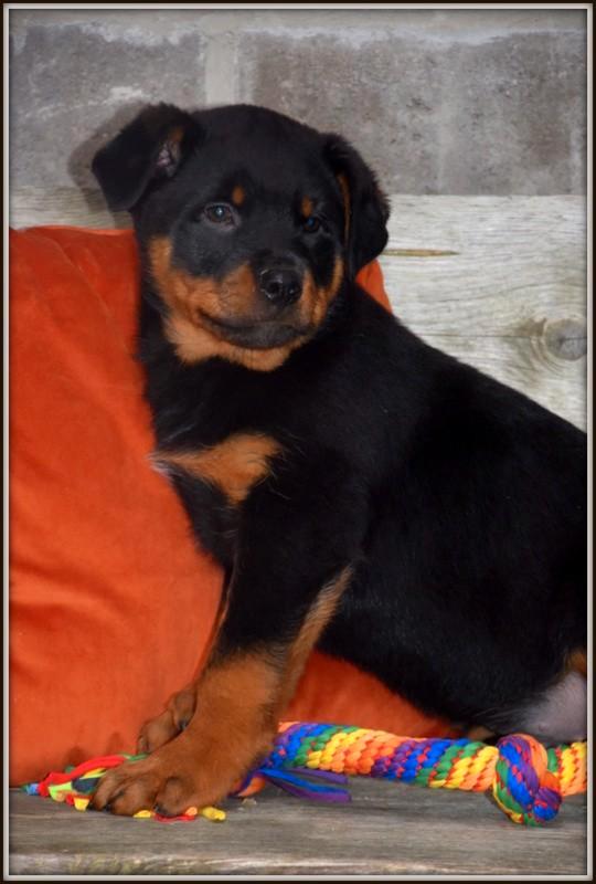 Prachtige Rottweiler pup, Animaux & Accessoires, Chiens | Bergers & Bouviers, Chien (mâle), Autres races, Éleveur | Professionnel