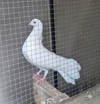 Witte Pauwstaart x 8 (trouwduif), Dieren en Toebehoren, Vogels | Duiven