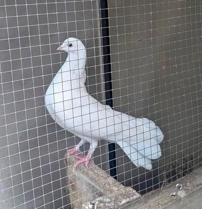 Witte Pauwstaart (trouwduif), Dieren en Toebehoren, Vogels | Duiven