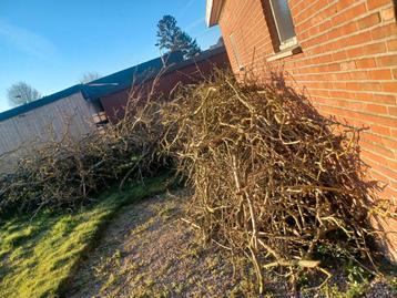 brandhout aanmaakhout beschikbaar voor biedingen