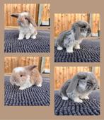 2 x Franse hangoor voedster, Dieren en Toebehoren, Hangoor