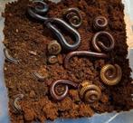 Miljoenpoten, Dieren en Toebehoren