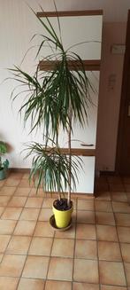 Palmboom, Maison & Meubles, Plantes d'intérieur, Ombre partielle, En pot, Plante verte, Palmier