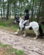 Tinker ruin, Dieren en Toebehoren, Pony's, Gechipt, Ruin, Niet van toepassing, 7 tot 10 jaar