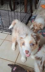 Tri-chocolate en tri-red merle Australische Herder pups, België, CDV (hondenziekte), 8 tot 15 weken, Meerdere