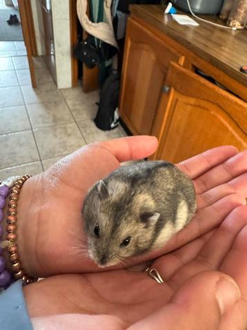 Russische hamster beschikbaar voor biedingen