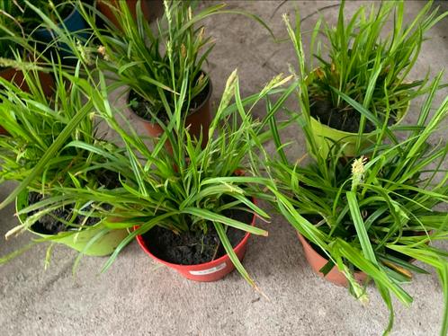 Siergras, Tuin en Terras, Planten | Tuinplanten, Siergrassen, Zomer, Ophalen