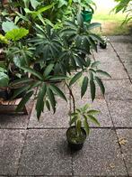 Schefflera fantsispanensis, Ophalen