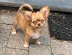 Prachtig chihuahua teefje, België, Fokker | Hobbymatig, CDV (hondenziekte), 8 tot 15 weken