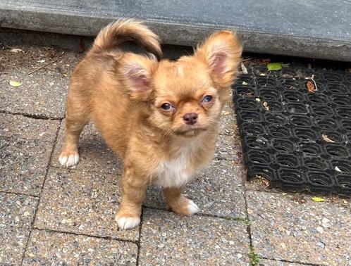 Prachtig chihuahua teefje, Dieren en Toebehoren, Honden | Chihuahua's en Gezelschapshonden, Teef, Chihuahua, Fokker | Hobbymatig
