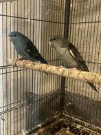 2 Catharina parkiet, Perruche, Domestique