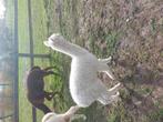 Wit vrouwelijk Alpaca cria tekoop, Dieren en Toebehoren, Vrouwelijk