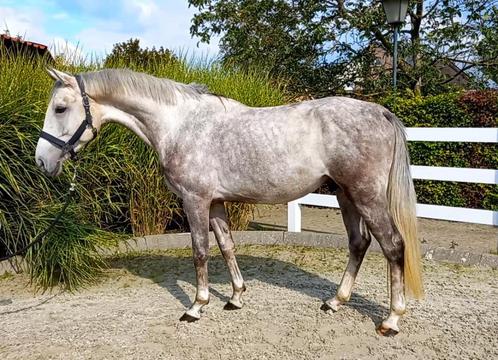 5 jarige springhengst, Dieren en Toebehoren, Paarden, Hengst, B, 160 tot 165 cm, 3 tot 6 jaar, Springpaard