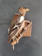 Vogel op tak., Ophalen of Verzenden