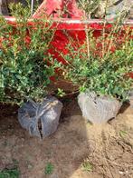 Osmanthus ou faux houx (plante de haie à feuilles persistant, Jardin & Terrasse, Moins de 100 cm, Enlèvement, Autres espèces, Haie