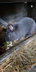 Blauw van ham koppel, Dieren en Toebehoren, Konijnen