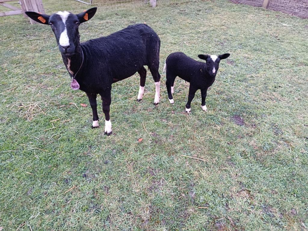 zwartbles ooi met ooilam, Dieren en Toebehoren