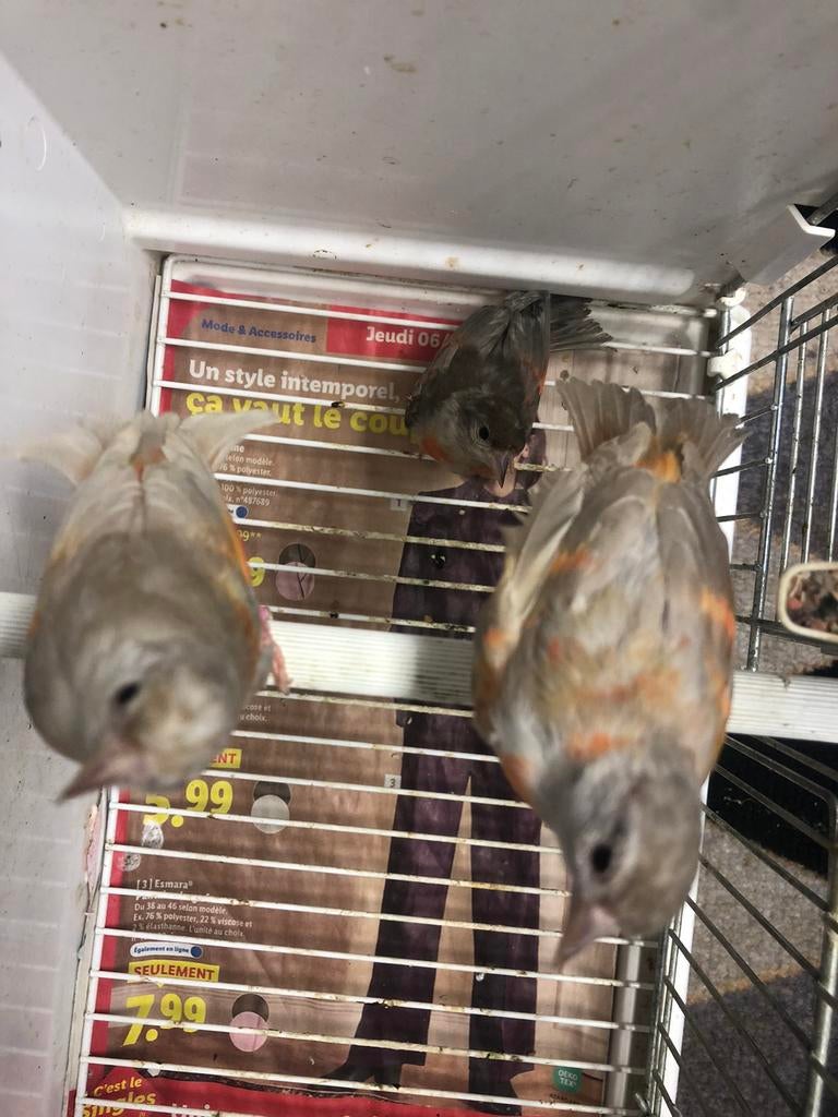 Femelles tarins Venezuela mutation en FRANCE, Animaux & Accessoires, Oiseaux | Cages & Volières, Enlèvement