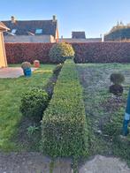Gratis buxus, Tuin en Terras, Ophalen, Buxus, Haag, Minder dan 100 cm